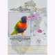  GREETING CARD Thank You Parrot